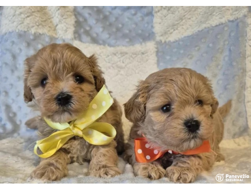  „Maltipoo“ veislės šuniukai yra puikūs kompan