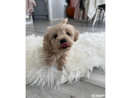  „Maltipoo“ veislės šuniukai yra puikūs kompan