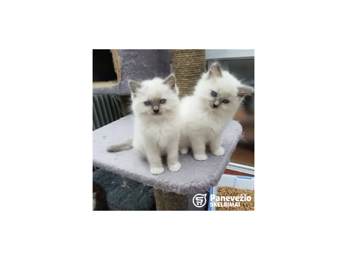  Ragdoll“ veislės kačiukai