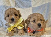 Peržiūrėti skelbimą - „Maltipoo“ veislės šuniukai yra puikūs kompan