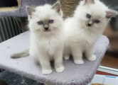 Peržiūrėti skelbimą - Ragdoll“ veislės kačiukai